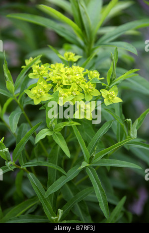 Kissen-Wolfsmilch, Euphorbia Epithymoides, Euphorbiaceae Stockfoto