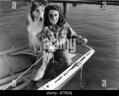 Mut von Lassie Jahr: 1946 USA Elysabeth Taylor, Direktor Fred M. Wilcox Stockfoto