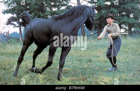 Der schwarze Hengst Jahr: 1979 USA Regie: Carroll Ballard Kelly Reno Stockfoto