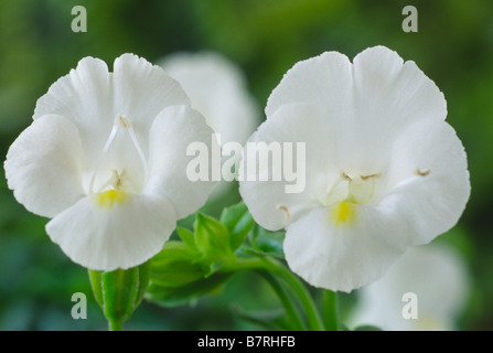 Torenia 'Schnee' Vivia Serie (Wishbone Blume) Stockfoto