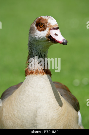 Ägyptische Gans, Alopochen Aegyptiacus, Anatidae (männlich) Stockfoto