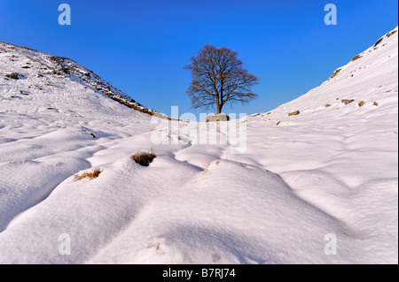 Kalte Winter Blick auf einen einsamen Baum gegen den blauen Himmel bei Sycamore Gap auf Hadrian's Wall Northumberland in tiefem Schnee Stockfoto