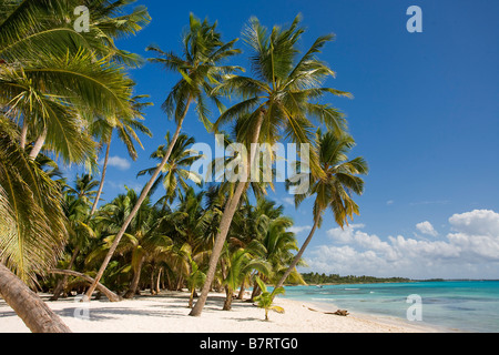 STRAND AUF ISLA SAONA PARQUE NATIONAL DEL ESTE DOMINIKANISCHE REPUBLIK KARIBIK Stockfoto