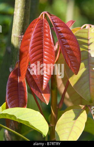 Rasieren Pinsel Baum Blätter Stockfoto