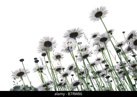 Reihe von wilden Gänseblümchen isoliert auf weißem Hintergrund Stockfoto