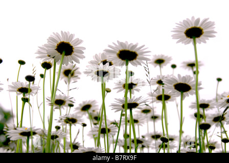 Reihe von wilden Gänseblümchen isoliert auf weißem Hintergrund Stockfoto