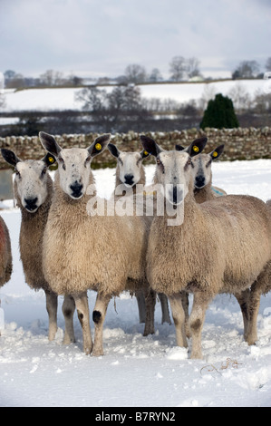 Blaue Leicester konfrontiert Mutterschafe im Schnee Langwathby Cumbria Stockfoto