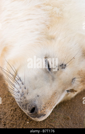 Grey Seal Pup Halichoerus Grypus Donna Nook Lincolnshire England UK Stockfoto