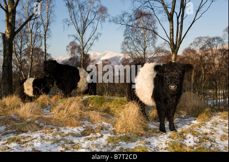 Belted Galloway Rinder outwintering auf unebenem Gelände als Teil eines Plans Erhaltung Cumbria Stockfoto