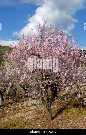 Mandelbäume blühen, Jalon Tal, Marina Alta, Cominidad Valenciana, Provinz Alicante, Spanien Stockfoto