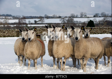 Blaue Leicester konfrontiert Mutterschafe im Schnee Langwathby Cumbria Stockfoto