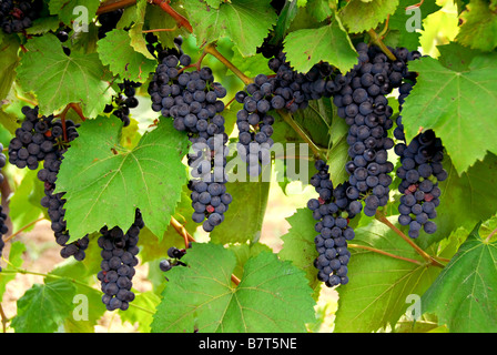 Die Trauben der roten Trauben wachsen auf einem Weinstock Stockfoto