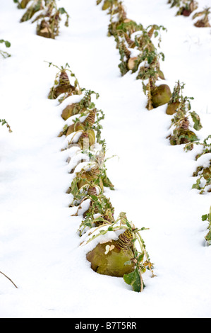 Rübe Nutzpflanze für Schafe unter Schnee Cumbria Stockfoto