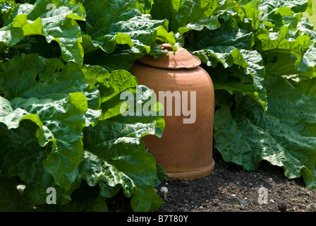 Rhabarber und ein Rhabarber zwingt Topf jar Stockfoto