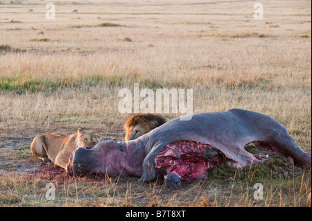 Llions Pathera Leo genießen frische Nilpferd Fleisch am Morgen nach erfolgreichen Kill in Masai Mara National Reserve in Kenia Stockfoto