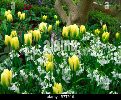Vashon Island, WA: Blasse gelbe Tulpen gepaart mit weißem Holz Hyazinthen unter einem Magnolienbaum im Frühjahr Stockfoto