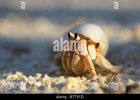 Einsiedlerkrebs auf einem Korallenstrand Stockfoto