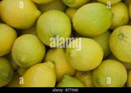 Nahaufnahme des geernteten Zitronen "Lissabon" Sorte. Stockfoto