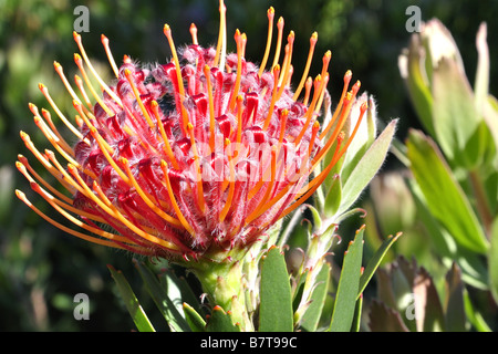 Outeniqua Nadelkissen (Leucospermum Glabrum), Kirstenbosch Botanical Gardens, Cape Town Stockfoto