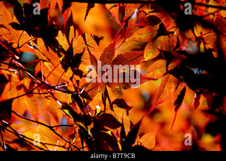 Backlit leaves of japanese maple in the fall Stockfoto