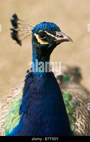 Nahaufnahme eines Pfauen-Kopf im Profil Pavo cristatus Stockfoto