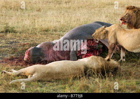 Stolz der Löwen fressenden unten Nilpferd Karkasse Stockfoto