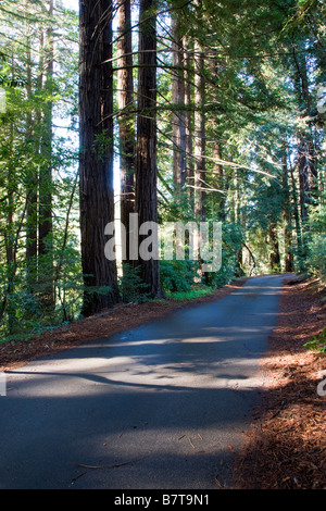 Schmale Straße gesäumt von Redwood-Bäume in der Nähe von Big Sur Lodge, Julia Pfeiffer Burns State Park, Big Sur Küste, Kalifornien, USA Stockfoto