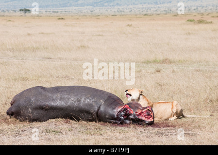 Afrikanische Löwin legen neben verwesenden Überreste von Hippo töten Stockfoto