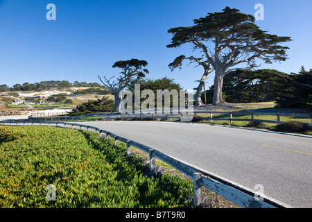 Monterey-Zypressen säumen der 17 Mile Drive in der Nähe von Cypress Point Lookout, Pebble Beach, Monterey Peninsula, Kalifornien, USA Stockfoto