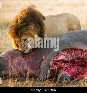 Reifen Löwen Schlemmen auf seine töten im Masai Mara Nationalpark Stockfoto