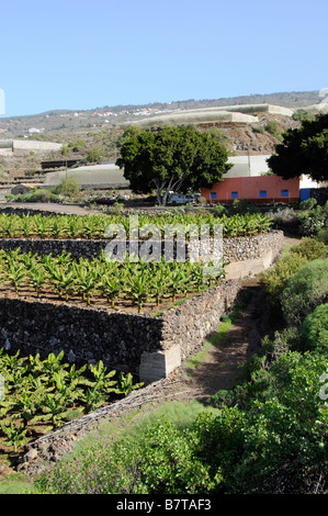 Bananen-Plantage südlichen Teneriffa Kanarische Inseln Stockfoto