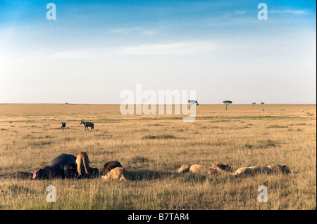Vier Löwen fest um Nilpferd Karkasse und zwei Topi Antilopen weit im Hintergrund gesehen Stockfoto