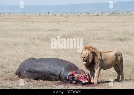 Afrikanischer Löwe stehend neben verwesenden Überreste von Hippo töten Stockfoto