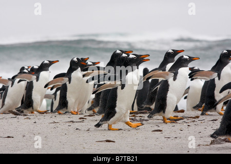 Gentoo-Pinguin-Kolonie Sealion Island Falkland-Inseln Stockfoto