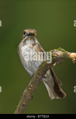 pied-Fliegenschnäpper (Ficedula Hypoleuca), sitzt auf einem Zweig mit Beute im Schnabel, Deutschland, Rheinland-Pfalz Stockfoto