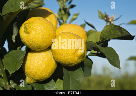 Reife Zitronen "Lissabon" Vielfalt auf Ast. Stockfoto
