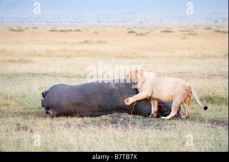 Männliche Löwen Fütterung auf Hippo töten Stockfoto