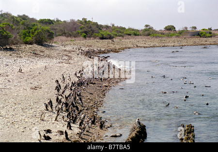 Foto der Jackass Pinguin Kolonie am Robben Island, gerade weg von Kapstadt in Südafrika. Stockfoto