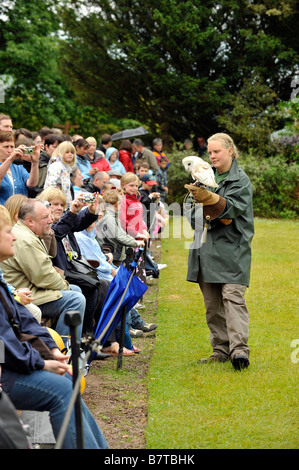 Menschenmassen beobachten die Eule britische Schleiereule Tyto Alba und Falknerei-Handler an Welt Eule Vertrauen Muncaster Castle Cumbria anzeigen Stockfoto