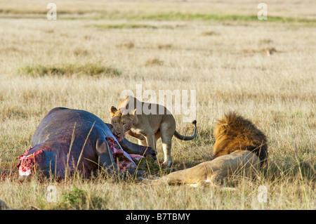 Löwen fressenden unten Nilpferd Kadaver in Masai Mara National Reserve in Kenia. Stockfoto