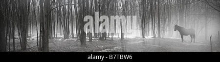 Pferd im Wald: Misty neblig Stockfoto