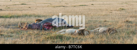Löwen sich satt gegessen und genießen Sie Ruhe um Flusspferde töten Stockfoto