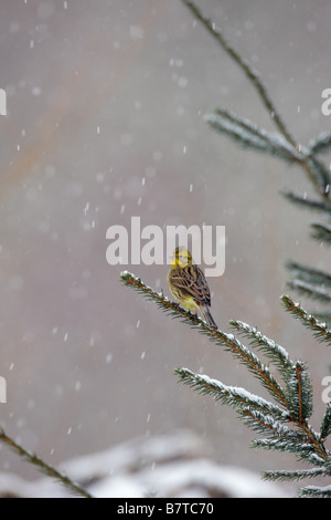 Goldammer Emberiza Citrinella auf Kiefer im Schneesturm Potton Bedfordshire Stockfoto