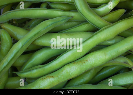 Geernteten Bohnen. Stockfoto