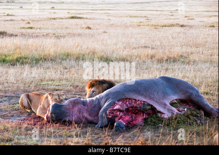 Llions Pathera Leo genießen frische Nilpferd Fleisch am Morgen nach erfolgreichen Kill in Masai Mara National Reserve in Kenia Stockfoto