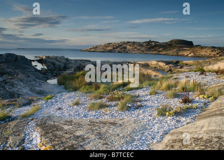 Schalen aus gemeinsamen Miesmuscheln (Mytilus Edulis) Koster Island, Schweden Stockfoto