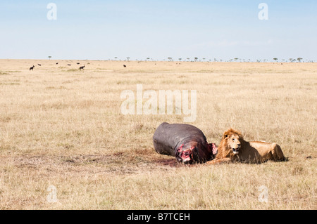Löwe männlich mit blutigen Gesicht und Mähne ruht nach der Fütterung auf Nilpferd Karkasse Stockfoto