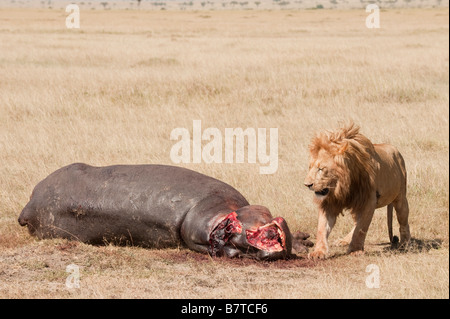 Löwe, Nilpferd Karkasse fressenden Stockfoto