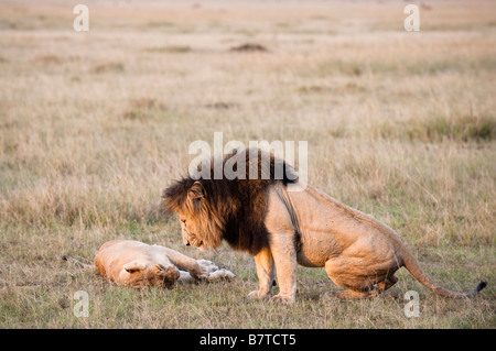 Afrikanische Löwenpaar Stockfoto