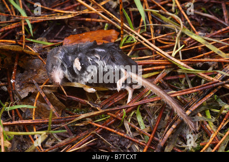 Totes Wasser Spitzmaus Neomys Fodiens im Wald neben kleinen langsam fließenden Bach gefunden Stockfoto